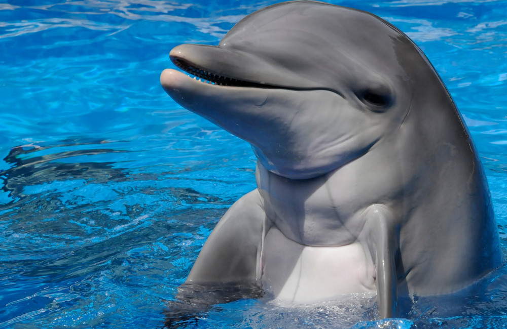 L'IA pourrait nous aider à comprendre les dauphins