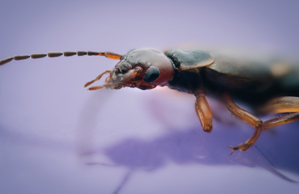 Les réactions ultra-rapides des insectes pourraient révolutionner l'avenir de l'IA et de la robotique
